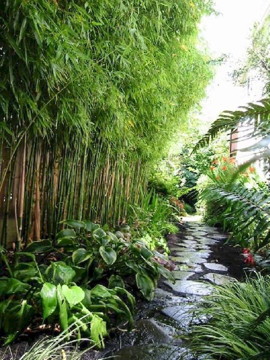 Бамбук в ландшафте