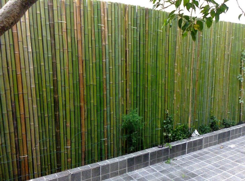Tenax бамбуковая изгородь