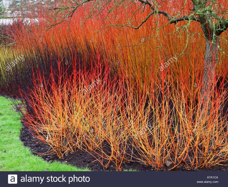 Salix 'Flame'