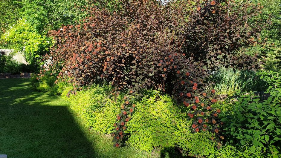 Дерен кустарник с красными листьями