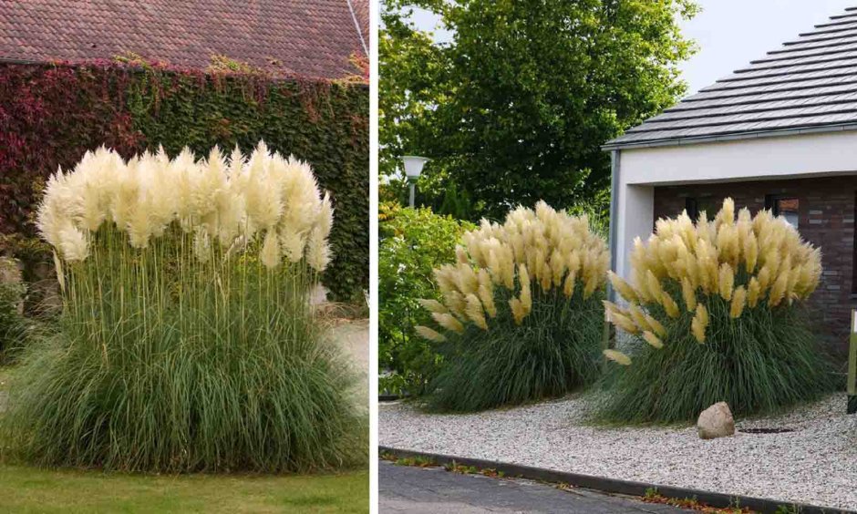 Кортадерия Селло White Plume