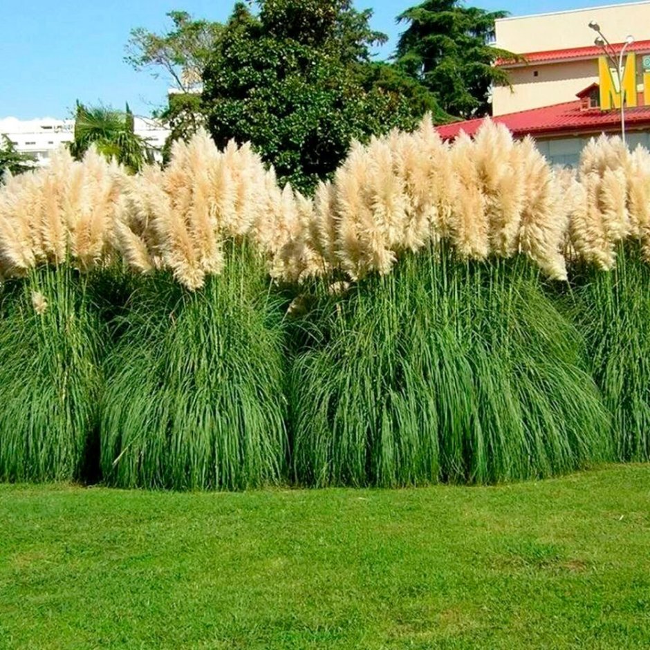 Cortaderia selloana pumila