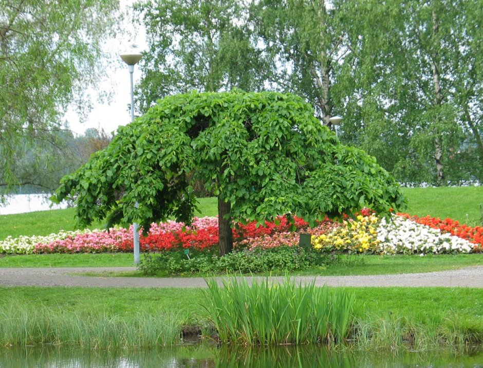 Вяз шершавый Кампердоуни