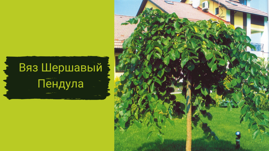 Вяз Плакучий на штамбе