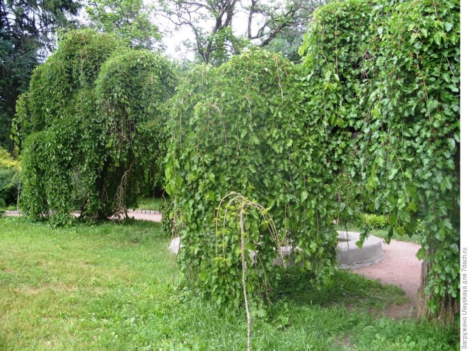 Шелковица плакучая белая Пендула
