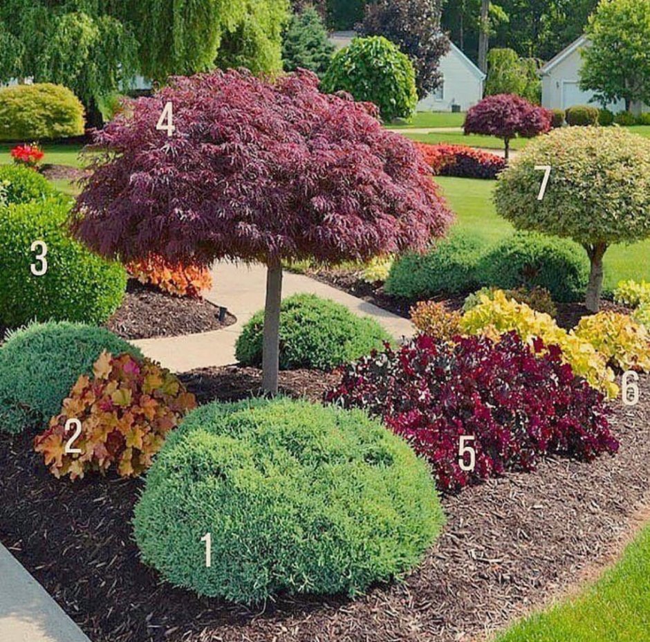 Береза повислая Юнги Betula pendula Youngii
