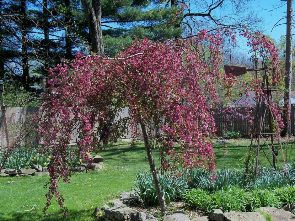 Шелковица Morus Alba pendula