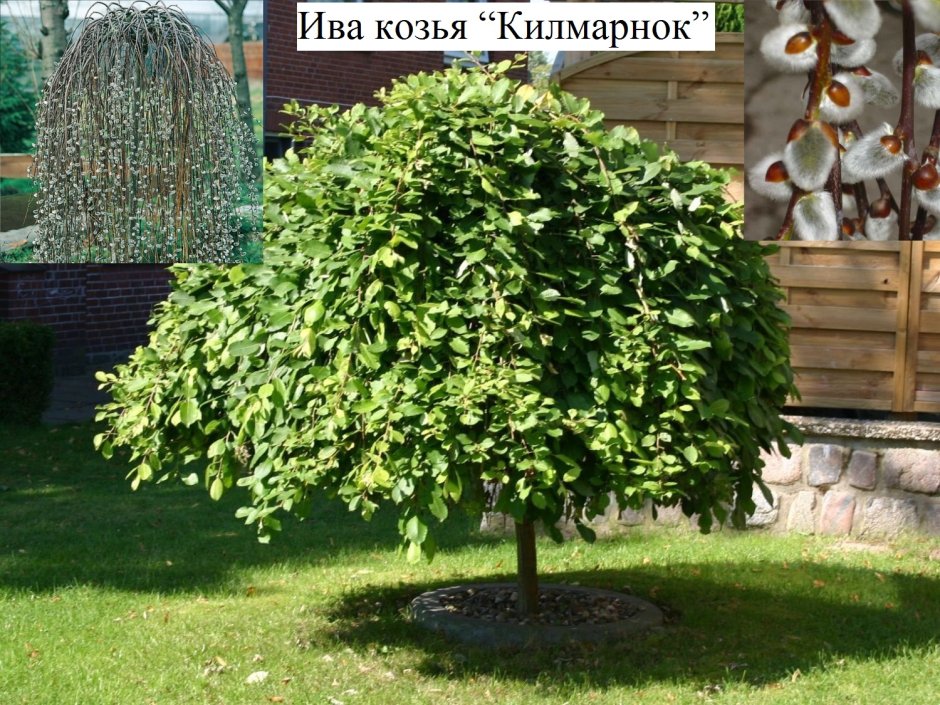 Ива Извилистая плакучая