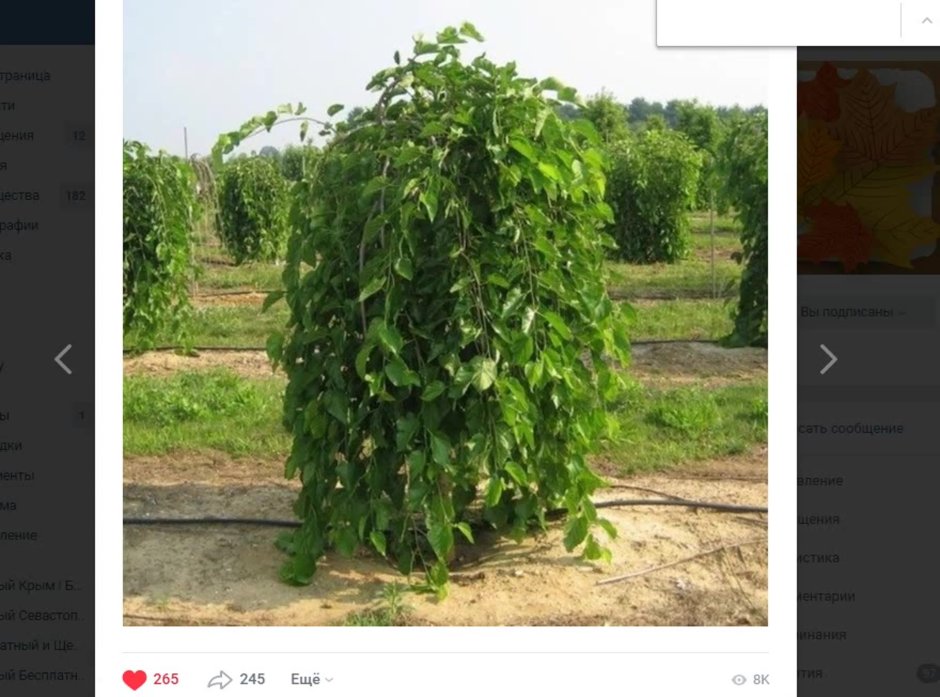 Штамбовая вишня плакучая