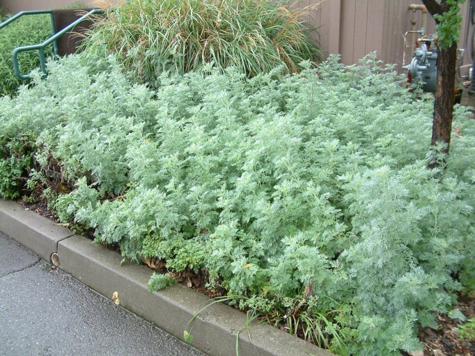 Полынь Шмидта Artemisia schmidtiana