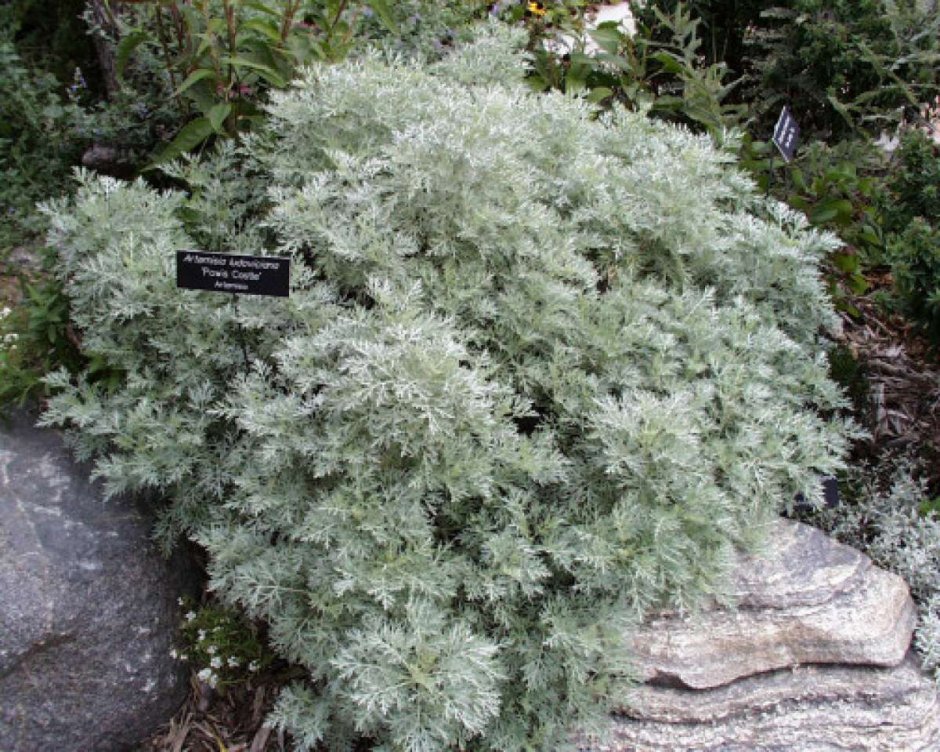 Полынь пурша (Artemisia purshiana)