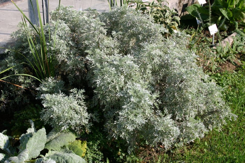 Полынь Шмидта Artemisia schmidtiana