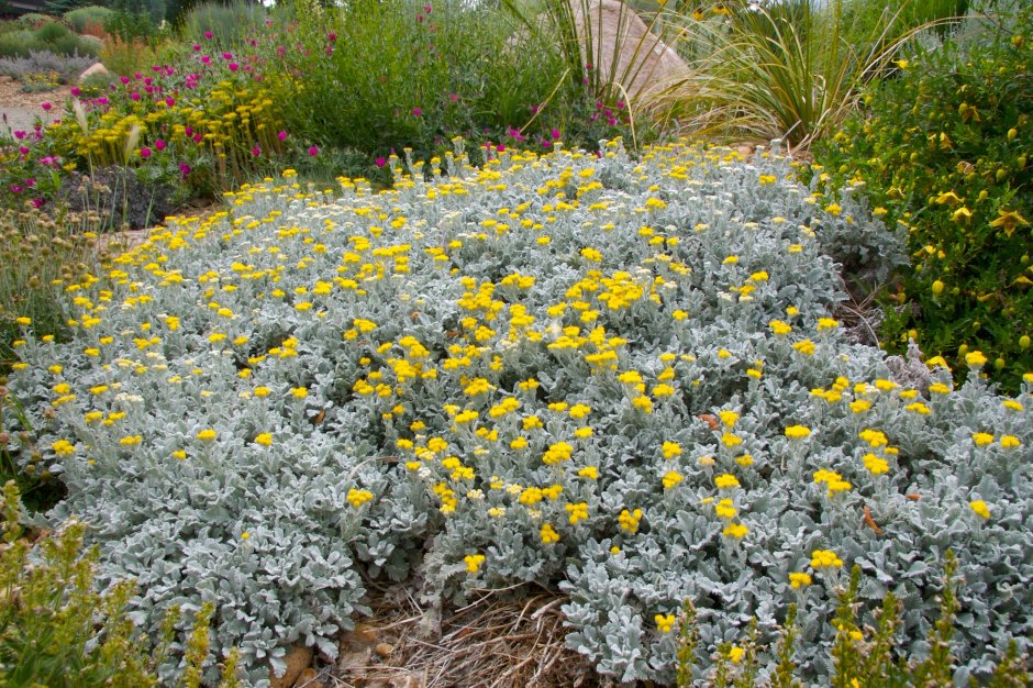 Полынь Стеллера (Artemisia stelleriana)