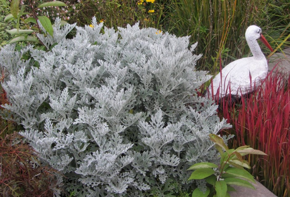 Полынь Стеллера (Artemisia stelleriana `Mori`s form`)