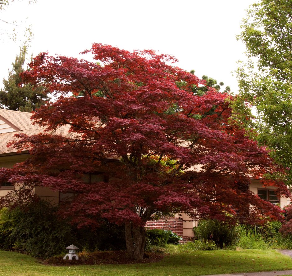 Клен Acer palmatum Atropurpureum