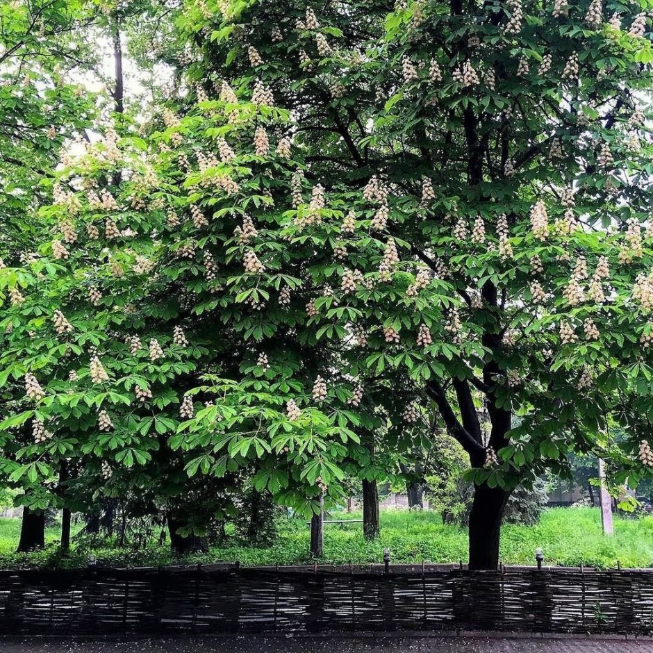 Каштан дерево Севастополь