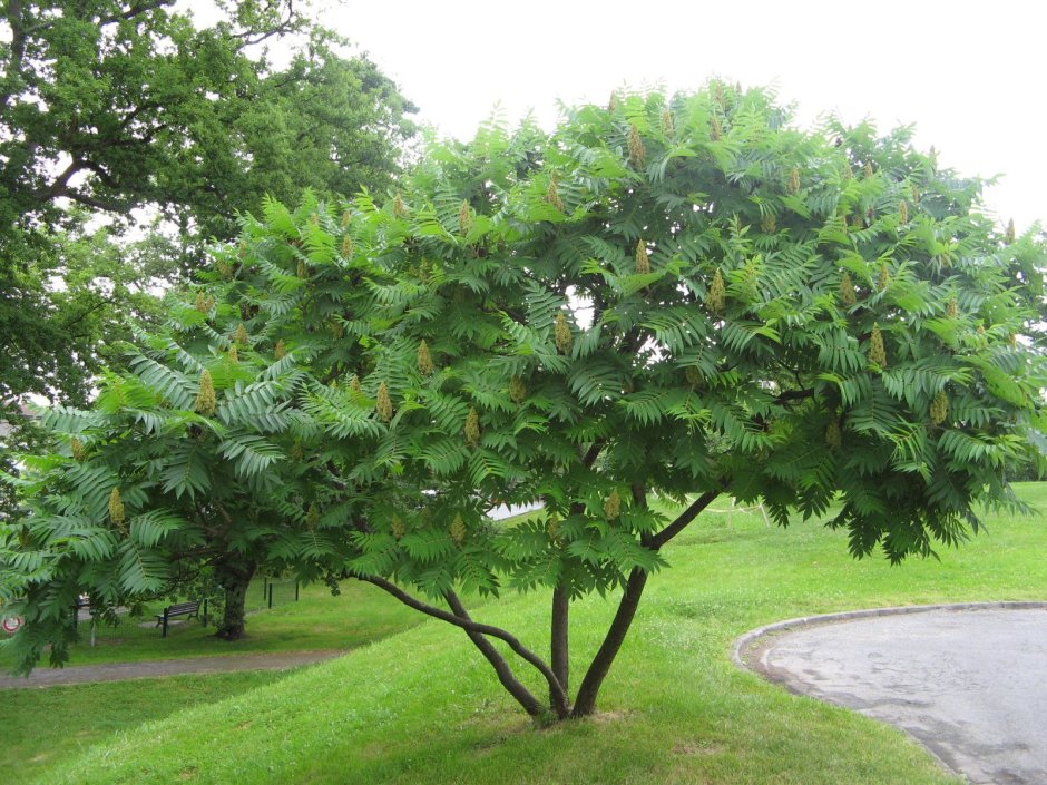 Сумах пушистый оленерогий уксусное дерево