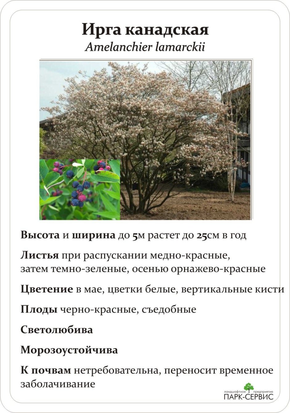 Ирга высота кустарника