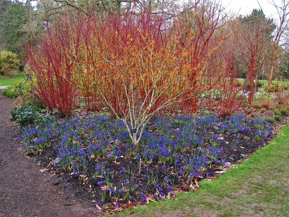 Дерен белый (Cornus Alba `Ivory Halo`)