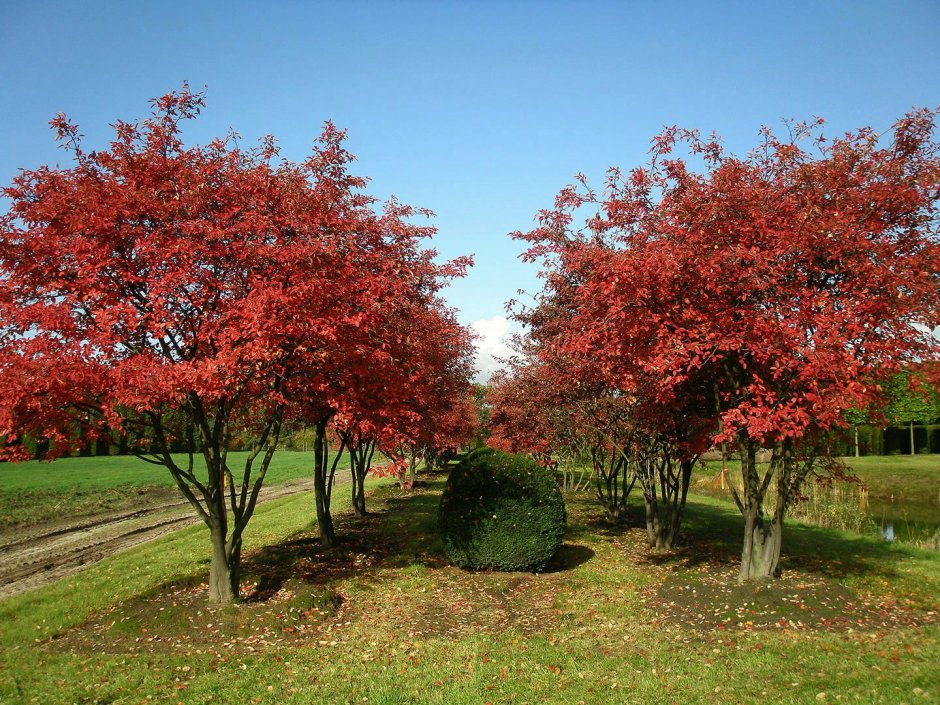 Ирга канадская (Amelanchier canadensis)