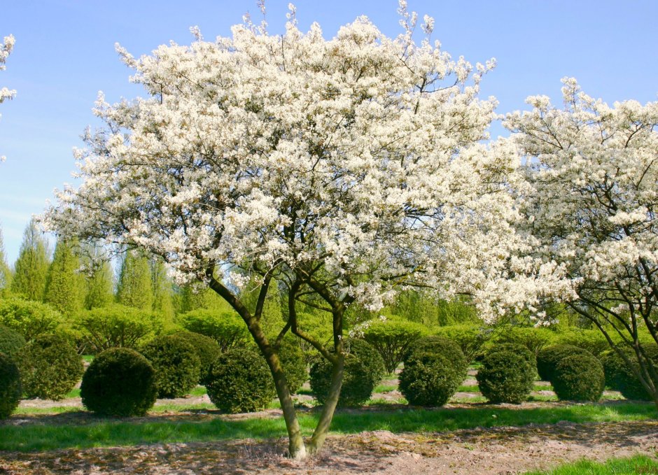 Ирга канадская (Amelanchier canadensis)