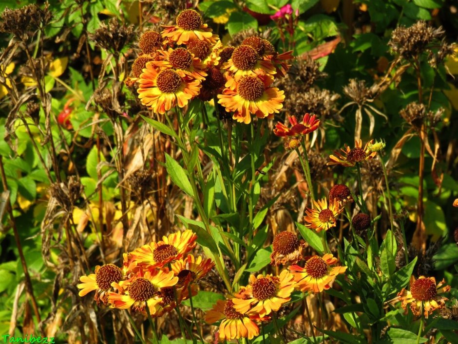 Гелениум `Gartensonne`