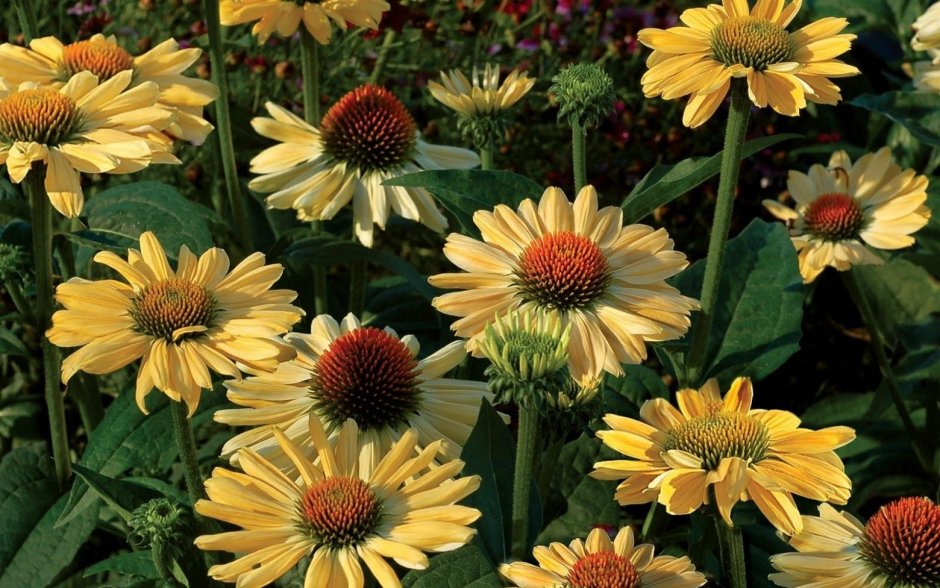 Echinacea Aloha