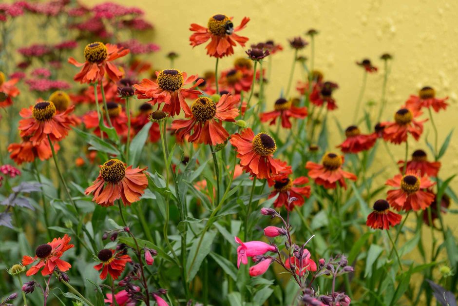 Гелениум Helenium Chelsey