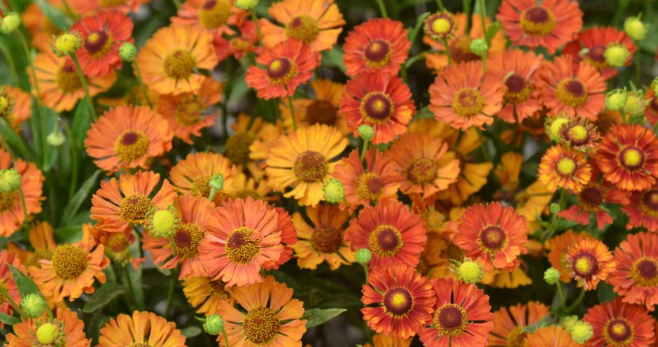 Гелениум Helenium Mariachi sombrero