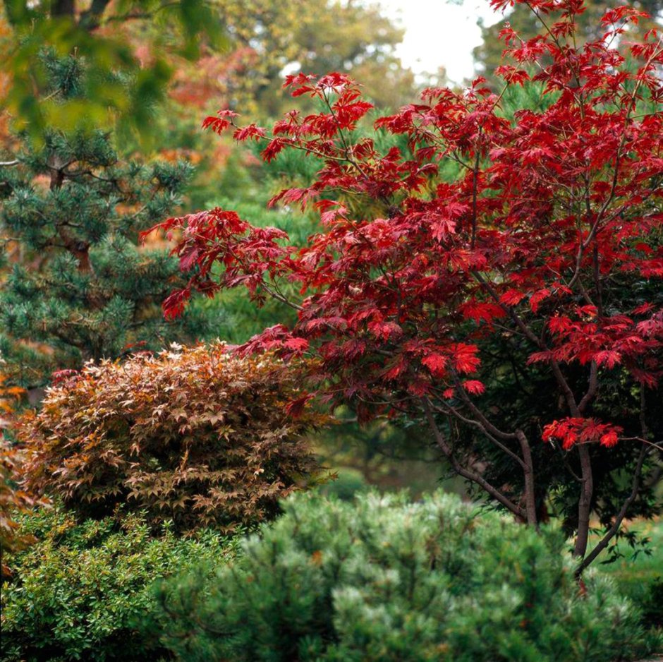 Crataegus monogyna изгородь