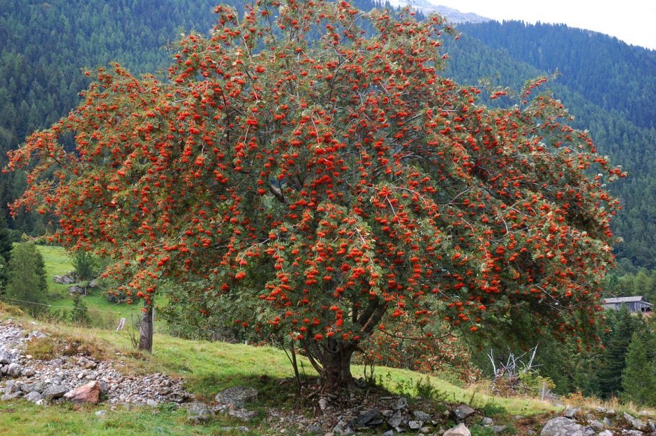 Ирга Ламарка (Amelanchier lamarckii)