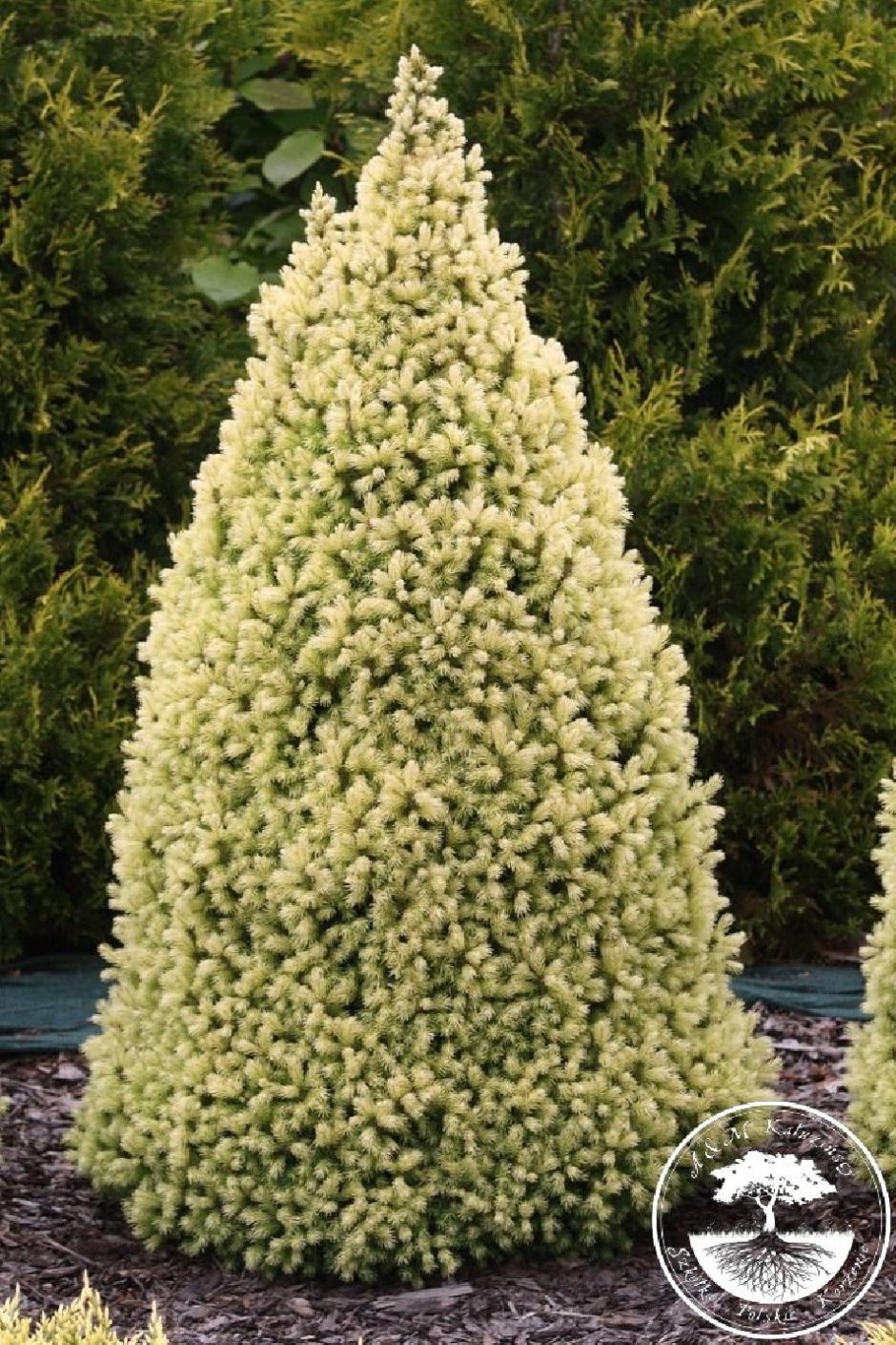 Ель канадская Дейзи Уайт (Picea glauca Daisy's White)