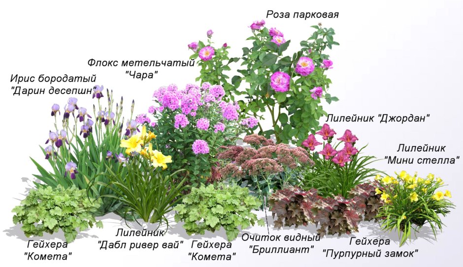 Клумбы с астрами на даче