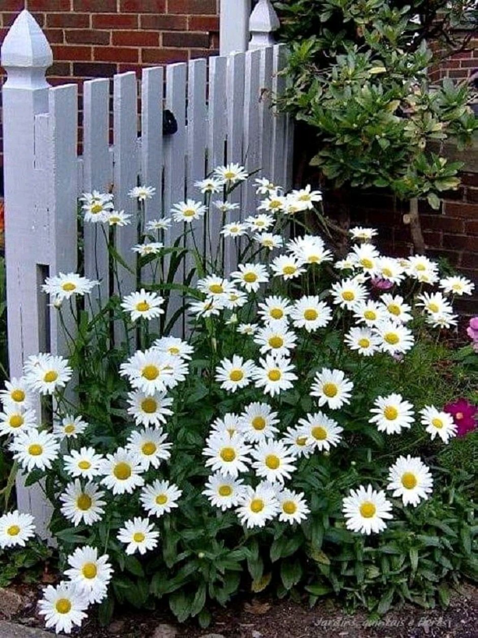 Астра Альпийская (Aster Alpinus)