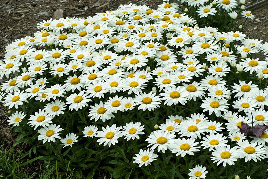 Daisy in the Garden