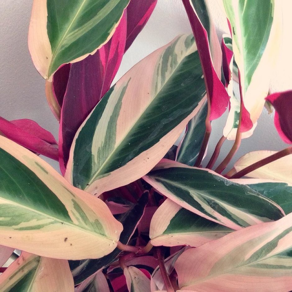 Калатея триостар Calathea Triostar Pink