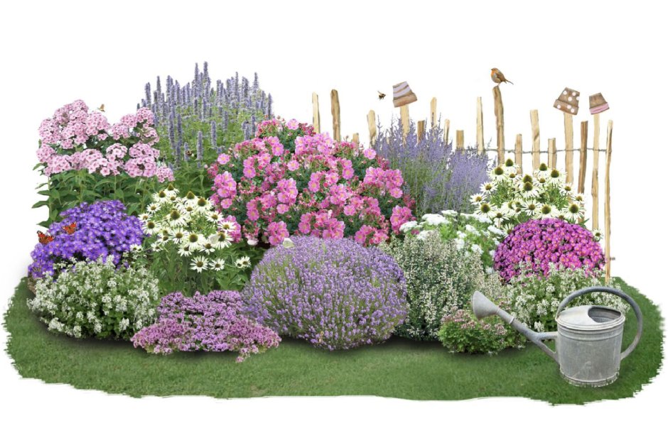 Котовник Фассена Six Hills giant