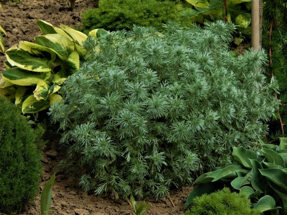 Полынь Шмидта Artemisia schmidtiana