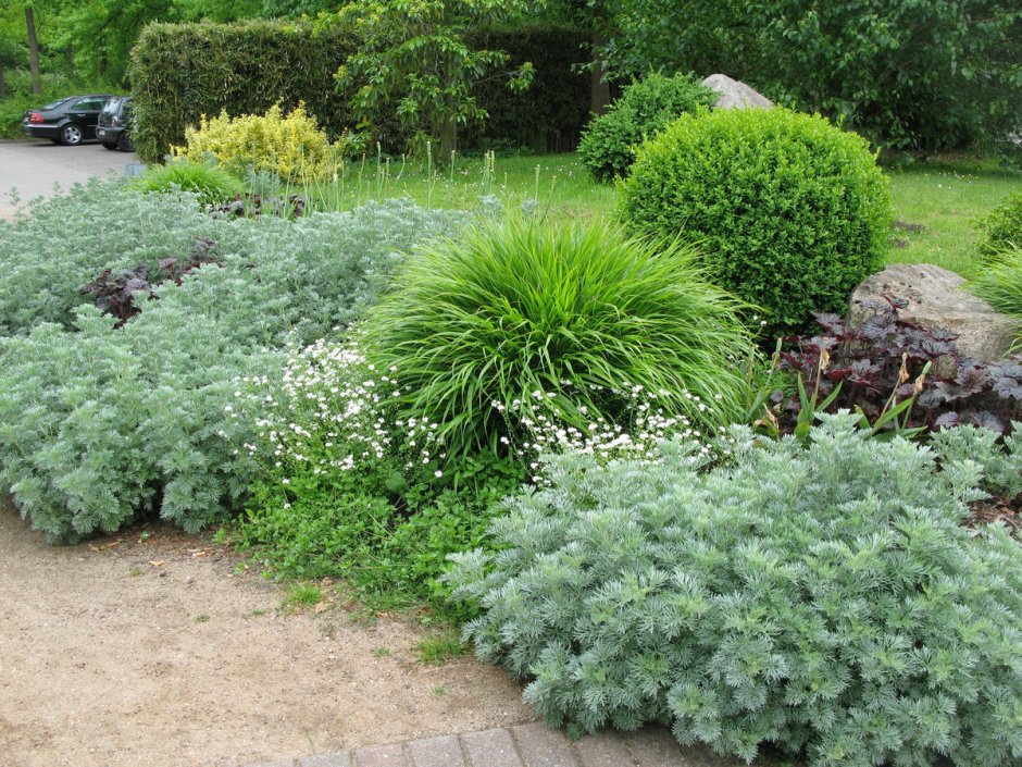 Полынь пурша (Artemisia purshiana)