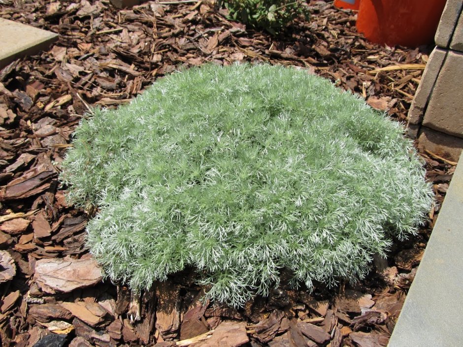 Полынь Шмидта Artemisia schmidtiana Silver Mound