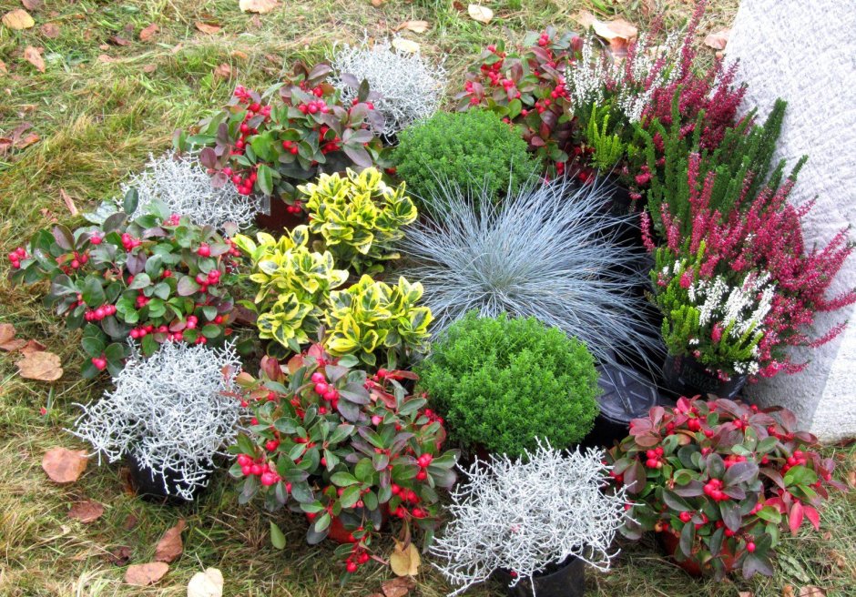 Полынь Шмидта (Artemisia schmidtiana `Nana`)