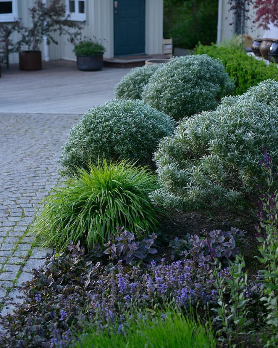 Полынь Шмидта Artemisia schmidtiana