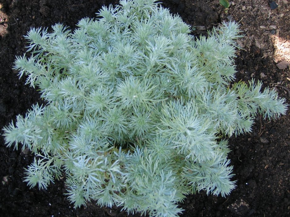 Полынь Шмидта (Artemisia schmidtiana `Nana`)