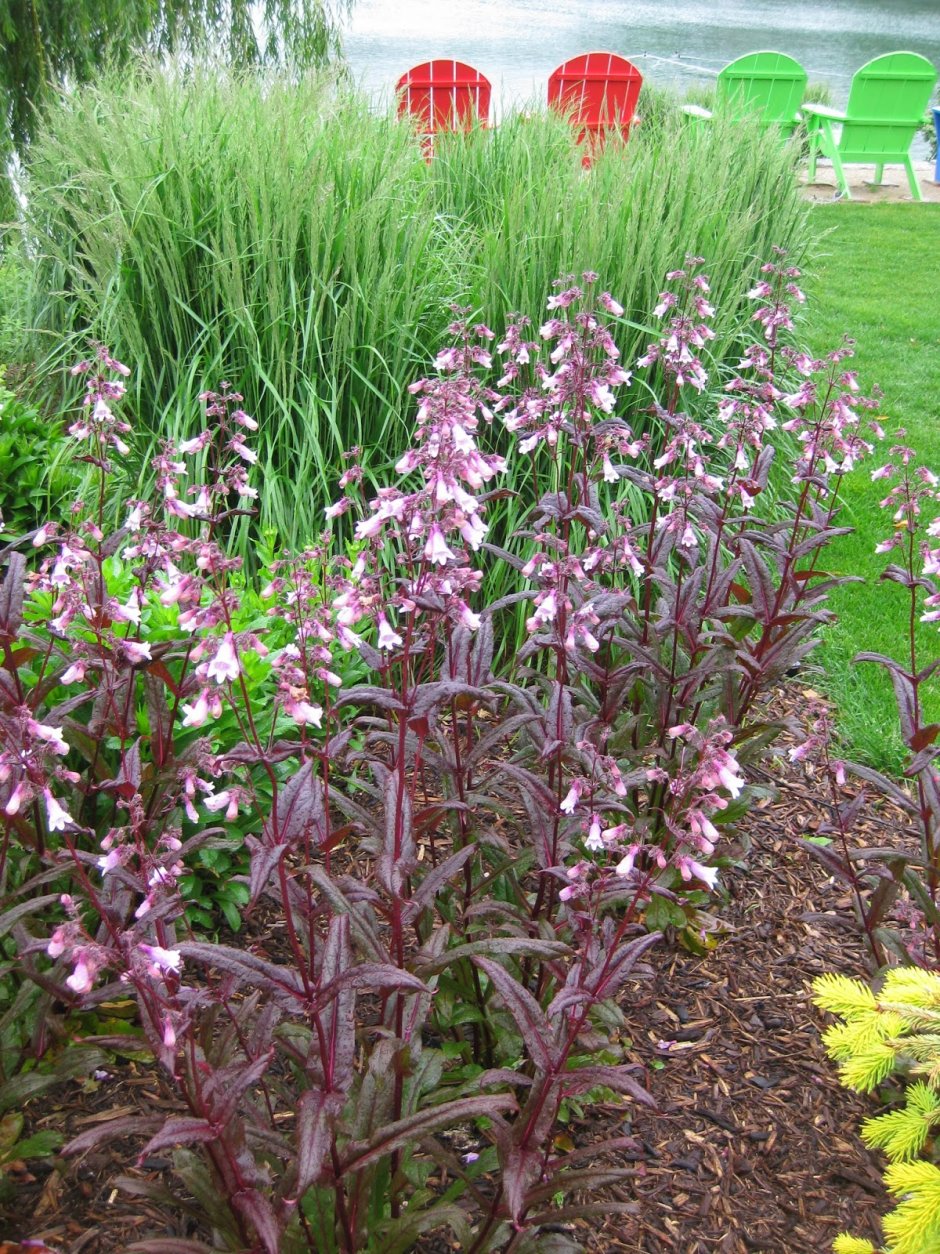 Penstemon mensarum (Grand Mesa Beardtongue)