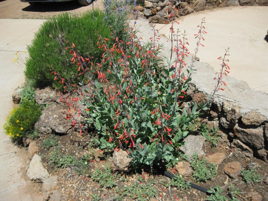 Penstemon eatonii (Firecracker Penstemon)