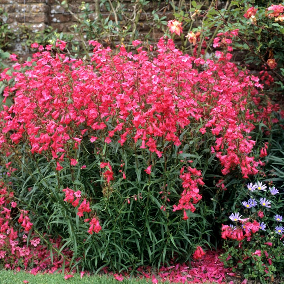 Penstemon strictus (Rocky Mountain Beardtongue)