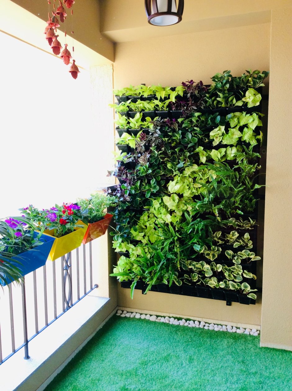 Вырастить зелень на балконе