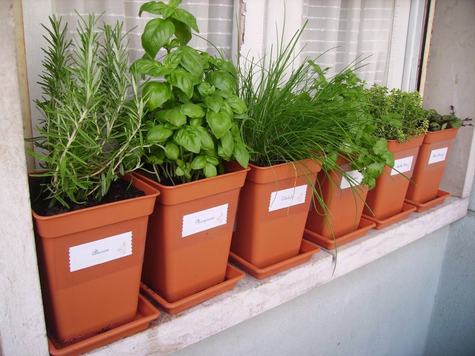 Eatable Plants