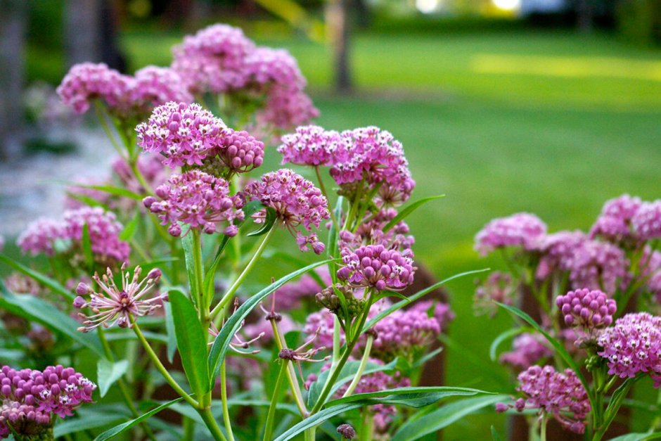 Асклепиас tuberosa