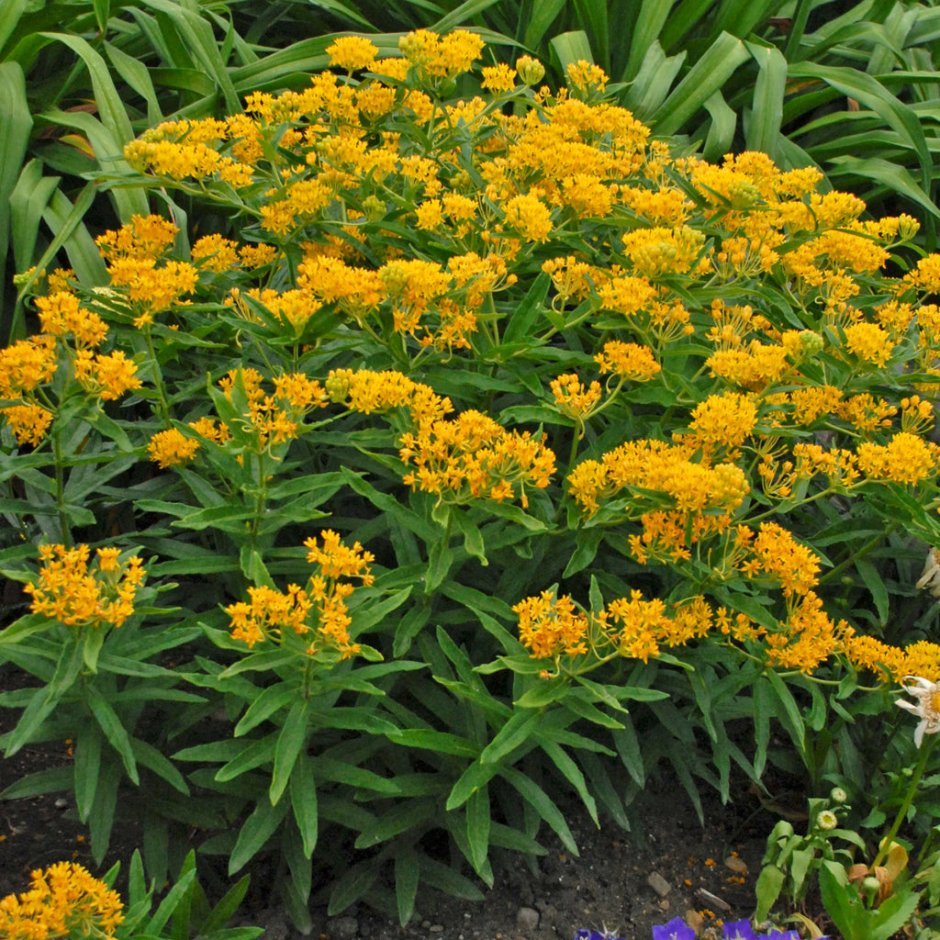 Eupatorium Purple Bush